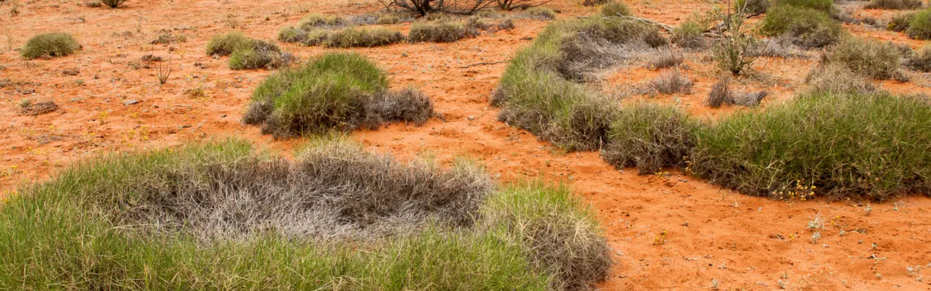 Transformative power: Indigenous-led philanthropy at Spinifex Foundation SA